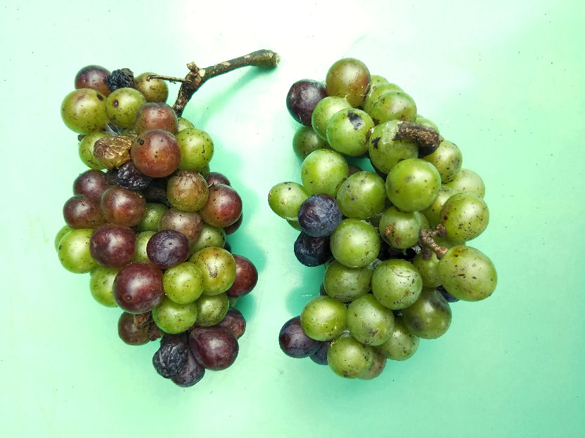 ts grapes2022_2.jpg
